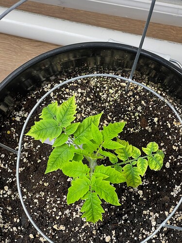 Cherry Tomato Day 37