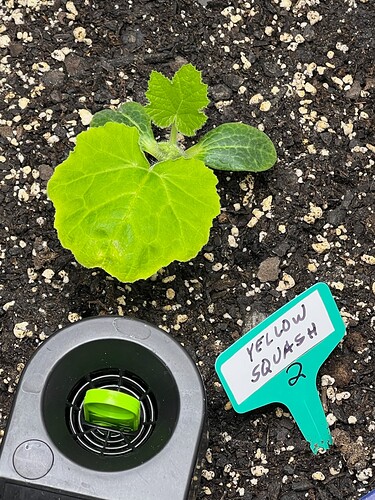 Yellow Squash 2 Day 22