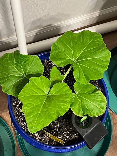 Yellow Squash 1 Day 30