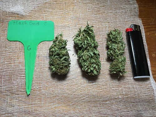 Hash God Buds