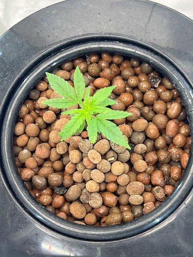 Plant 9 Day 9