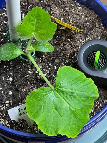 Yellow Squash 3 Day 23