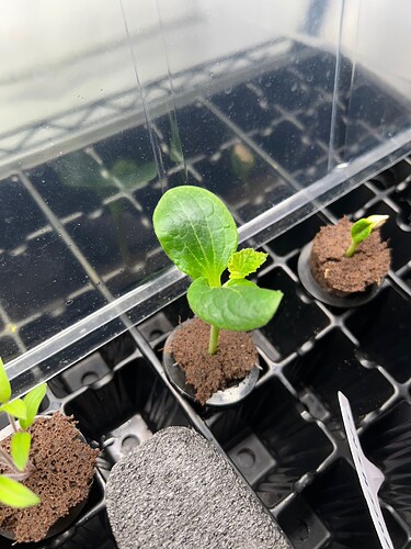 Zucchini Sprout Day 10