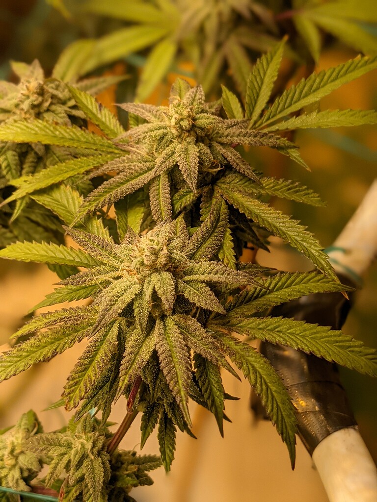 Vampire mint update Harvesting, Trimming, and Curing Growers