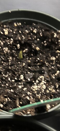 Garlic Sprout 4 Day 23