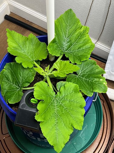 Zucchini Day 27