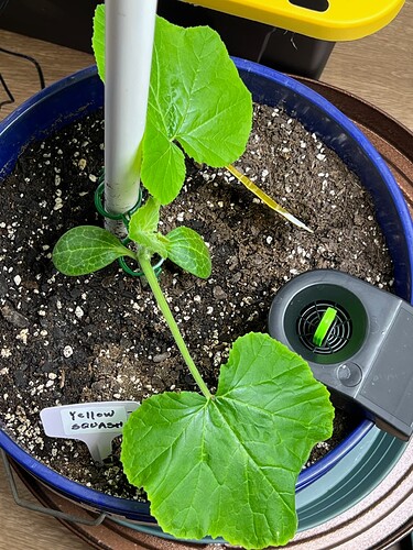 Yellow Squash 3 Day 25