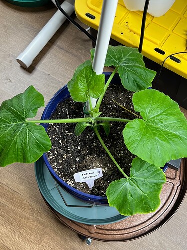 Yellow Squash 3 Day 33