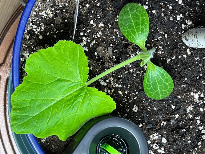 Yellow Squash 3 Day 20