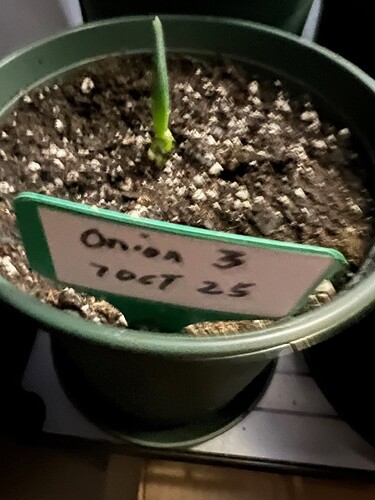 Onion Sprout 3 Day 11