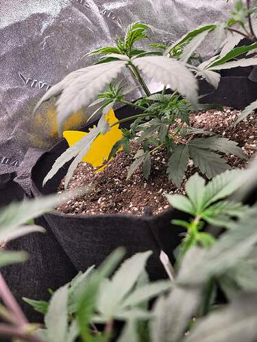 received_1629053067546739