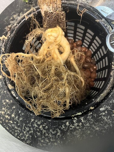 Roots 2