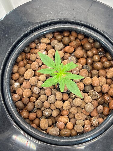 Plant 6