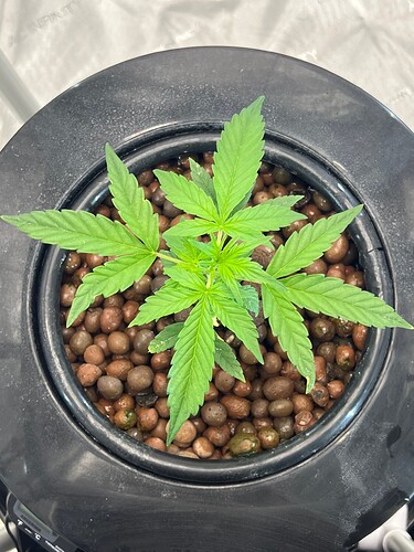 Plant 18 Day 15