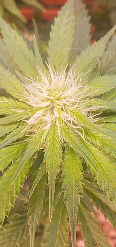 3XgQnP3j-103275715