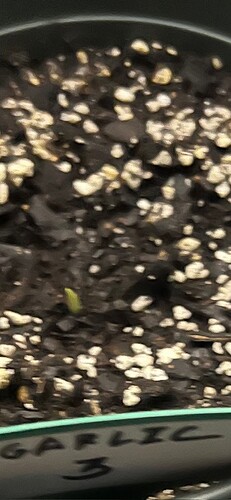 Garlic Sprout 3 Day 23