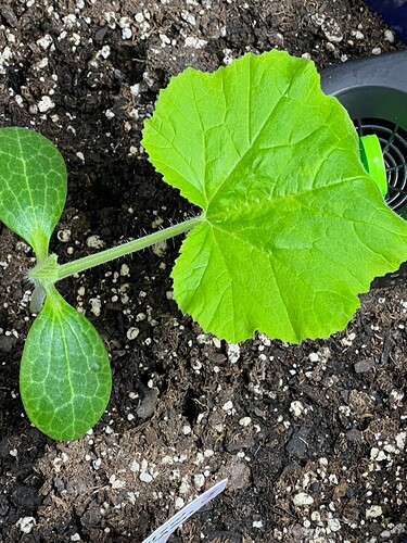 Yellow Squash 3 Day 19