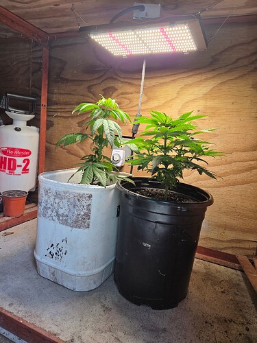 17633083028455307414786518498748