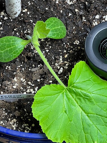 Yellow Squash 3 Day 21