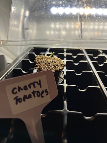 Cherry Tomato Sprout 3