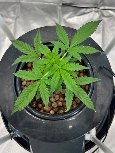 Plant 22 Day 17