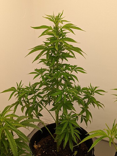 PXL_20220417_204513279