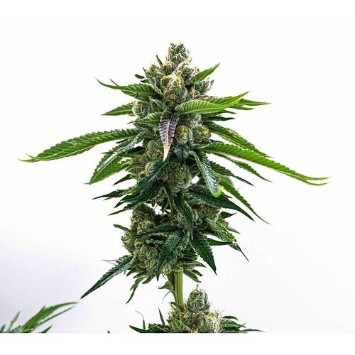 fruity_pebbles_fem_flower