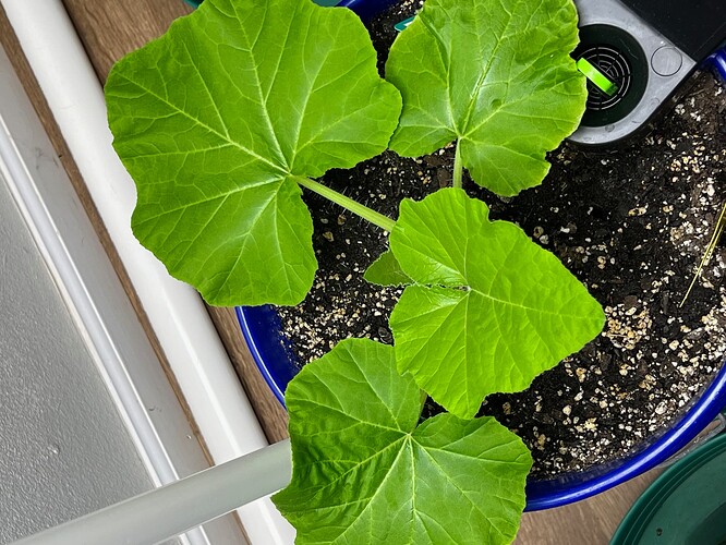 Yellow Squash 1 Day 29