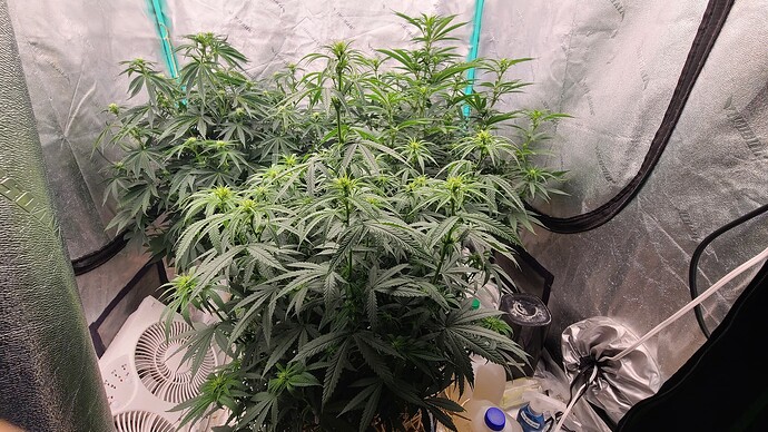 17602694673507128934019905900647