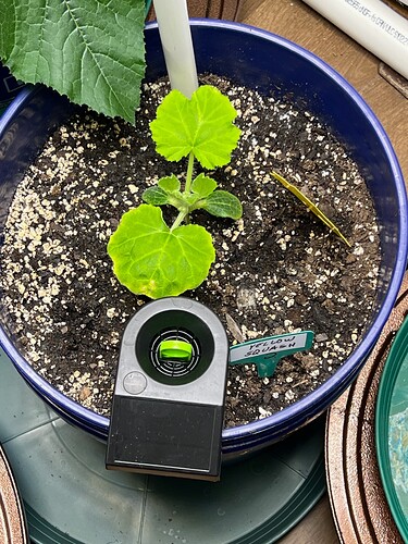 Yellow Squash 2 Day 25