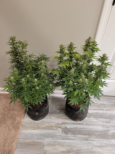 825 (5)