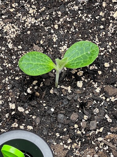 Yellow Squash 1 Day 13