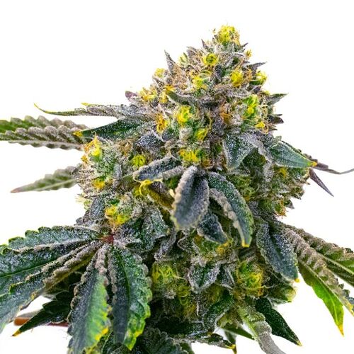 white-trufflew-ice-cream-plant