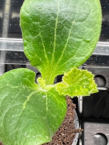 Zucchini Sprout New Growth Day 10