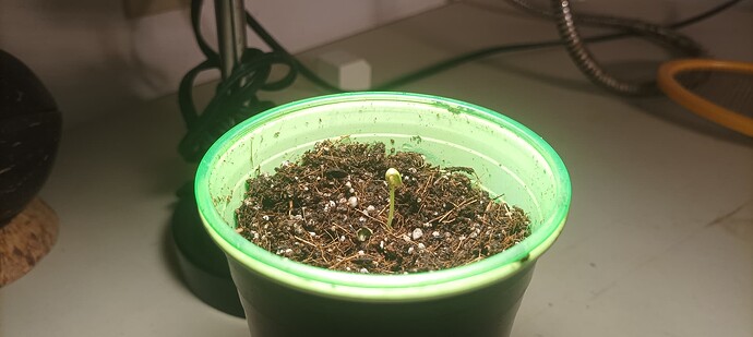 Goji