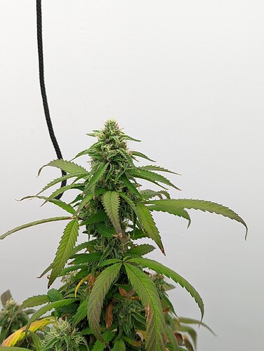 PXL_20220522_134743702