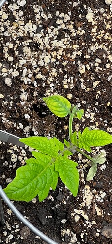 Roma Tomato Day 26