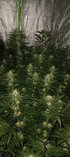 17072438908484708337330477894859