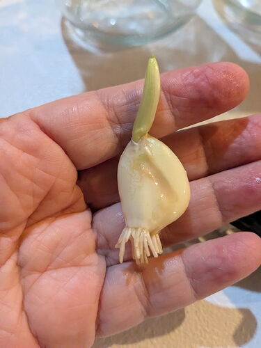 Lala's Garlic sprouts # 2