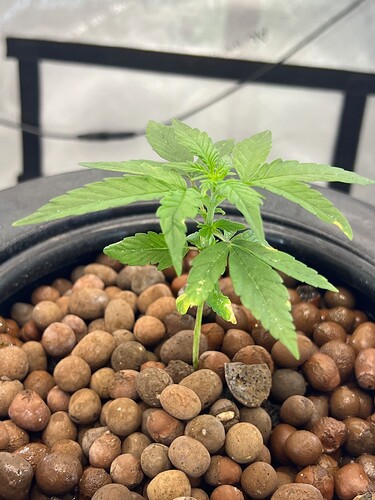 Plant 15 Day 12