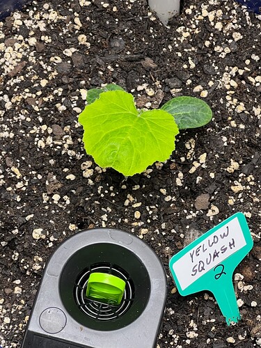 Yellow Squash 2 Day 19