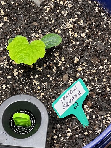 Yellow Squash 2 Day 18