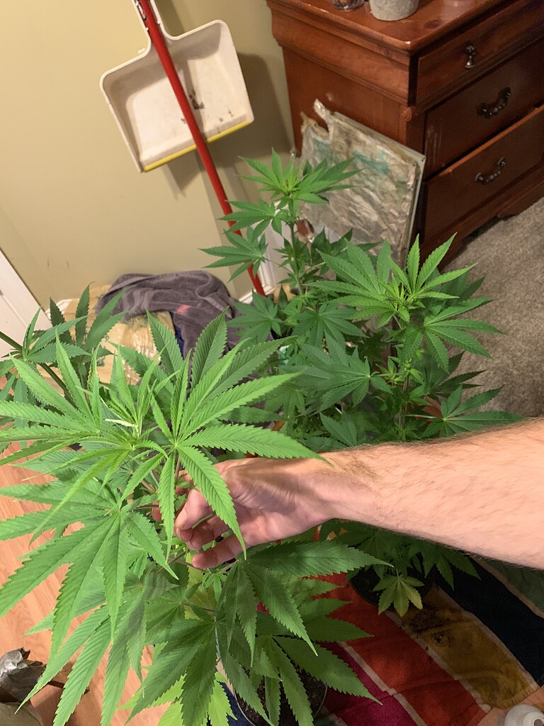 When/How to add silica correctly? DIY Do It Yourself