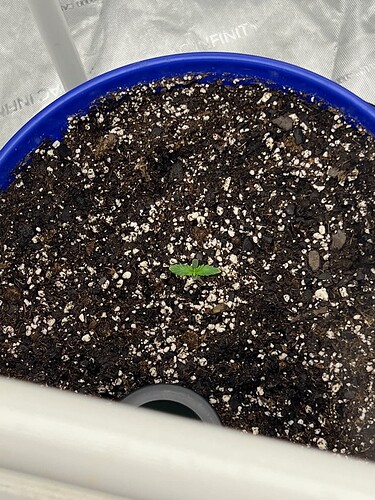 Monkey Slapz in the soil Day 2