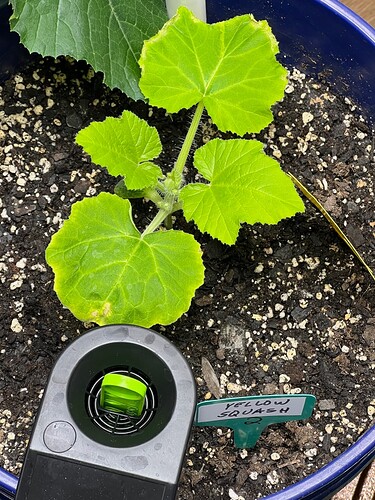 Yellow Squash 2 Day 27