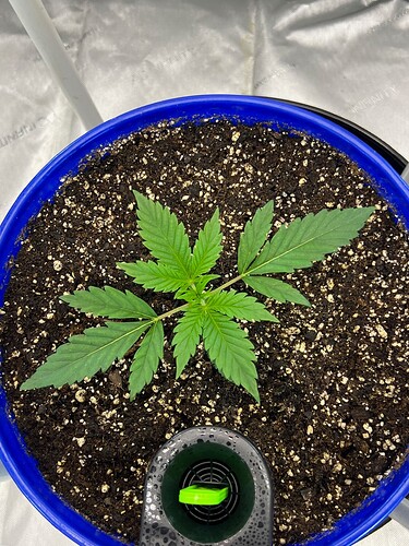 Monkey Slapz in the soil Day 15