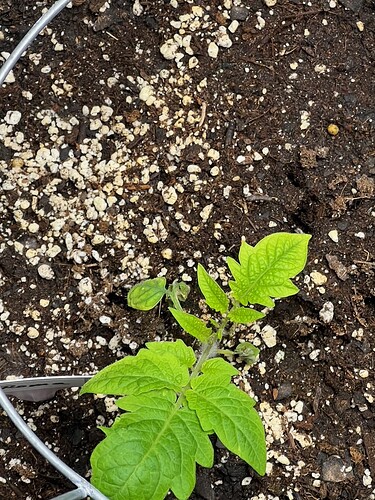 Roma Tomato Day 28