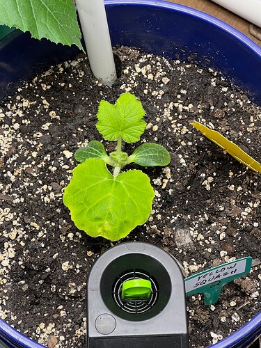Yellow Squash 2 Day 23