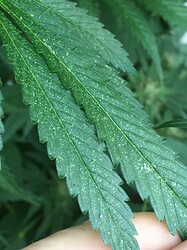 IMG_1007