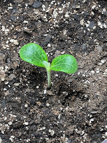 Yellow Squash 1 Day 12